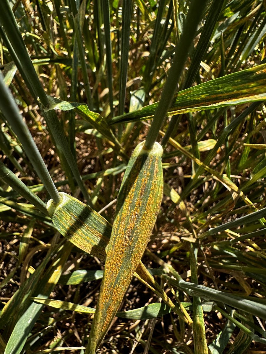 rustpathology's tweet image. Stripe rust evaluations at Dickinson, ND. Natural disease pressure is so high this year