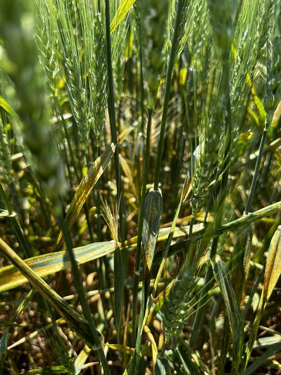rustpathology's tweet image. Stripe rust evaluations at Dickinson, ND. Natural disease pressure is so high this year