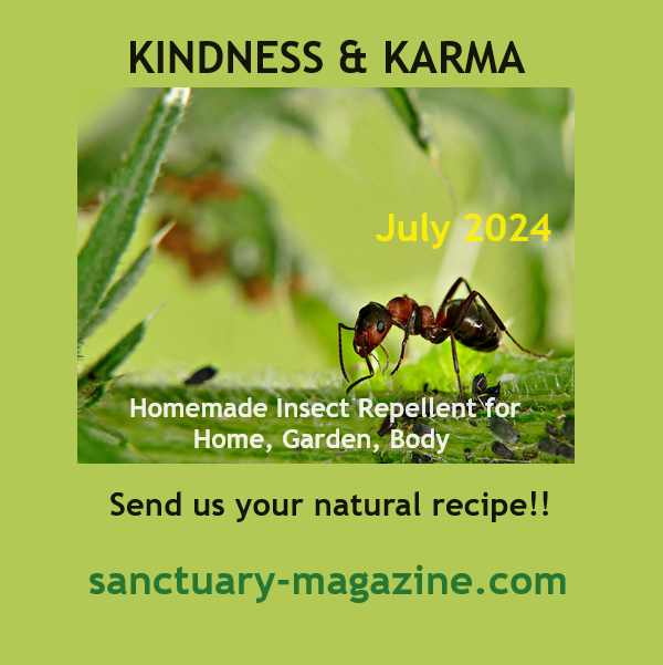 Sanctuary2016's tweet image. KINDNESS &amp;amp; KARMA: "Homemade Insect Repellent for Home, Garden, Body" Send your homemade recipes that repel insects w/out causing harm to humans/animals/plants. Post here or write to us! sanctuary-magazine.com/july-24-kindne… #WheresYourSanctuary #kindnessandkarma #insectrepellent #gardenbugs