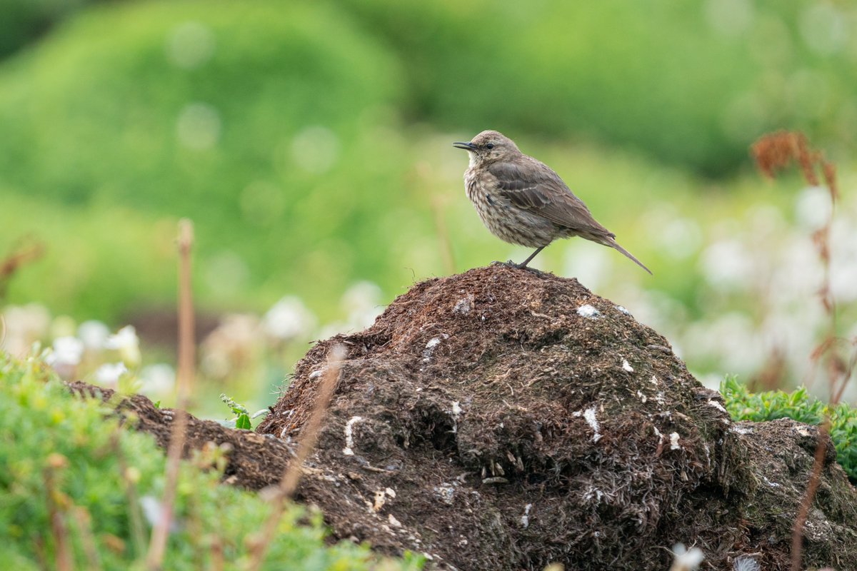 Daniel Letford tweet media