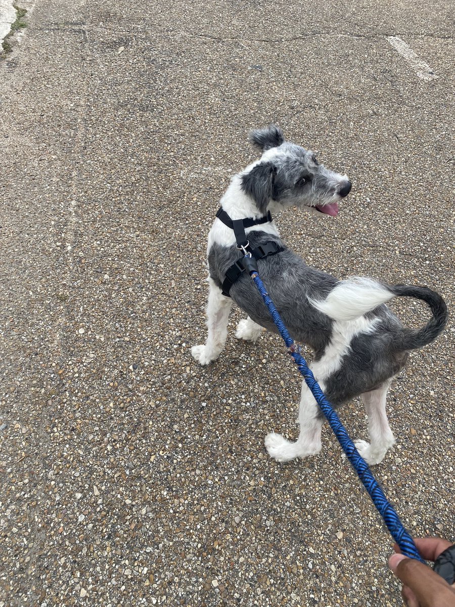 BrayBray0007's tweet photo. Dog Dad ERA 🏆 https://t.co/4GZUtJlsfZ
