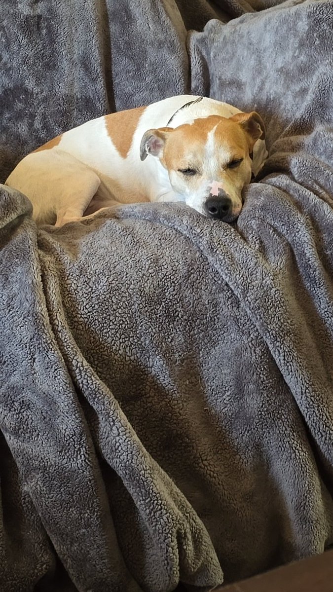 He had a minor break on his leg. The vet says it should heal just fine without a cast. I just can't have him jumping around. They gave him some gabapentin so he's been resting today.