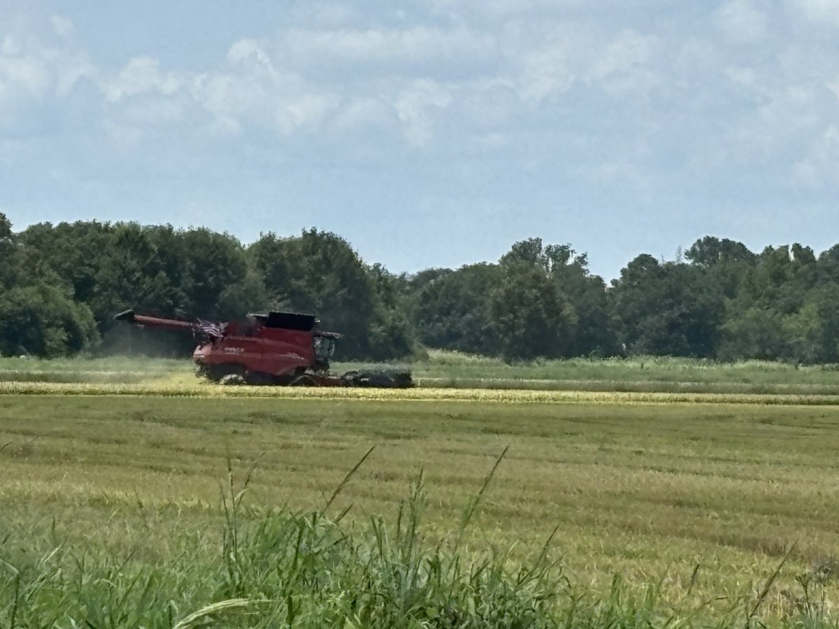 Horizon Ag (@horizonagrice) on Twitter photo Good to be in SWLA today and see #harvest2024 underway. #PVL03 continues to do a great job cleaning up ALS resistant weedy rice while yielding very well. We pray for a safe bountiful harvest season for all of #ricecountry <a href="/LSUAgCenter/">LSU AgCenter</a> <a href="/BASFAgProducts/">BASF AgSolutions US</a> Good to be in SWLA today and see #harvest2024 underway. #PVL03 continues to do a great job cleaning up ALS resistant weedy rice while yielding very well. We pray for a safe bountiful harvest season for all of #ricecountry <a href="/LSUAgCenter/">LSU AgCenter</a> <a href="/BASFAgProducts/">BASF AgSolutions US</a>