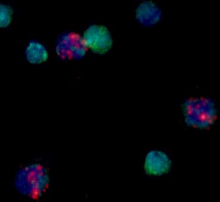🦟Interested in mosquito immunity and genetics? We are recruiting a postdoctoral fellow to study the role of mosquito immune cells in malaria parasite recognition and immune priming. Come join us! 🦟isu.wd1.myworkdayjobs.com/IowaStateJobs/…