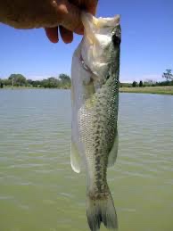 Dougcabbage's tweet image. Caught 2 largemouth bass😄🐟