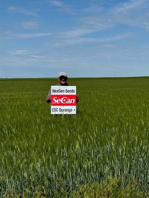 nexgenseeds's tweet photo. Our Durango Feed Barley looks like it will be a bumper crop this year ! Contact us for more information about this variety or to make a booking for 2025 ! https://t.co/DDPPhRlsKG