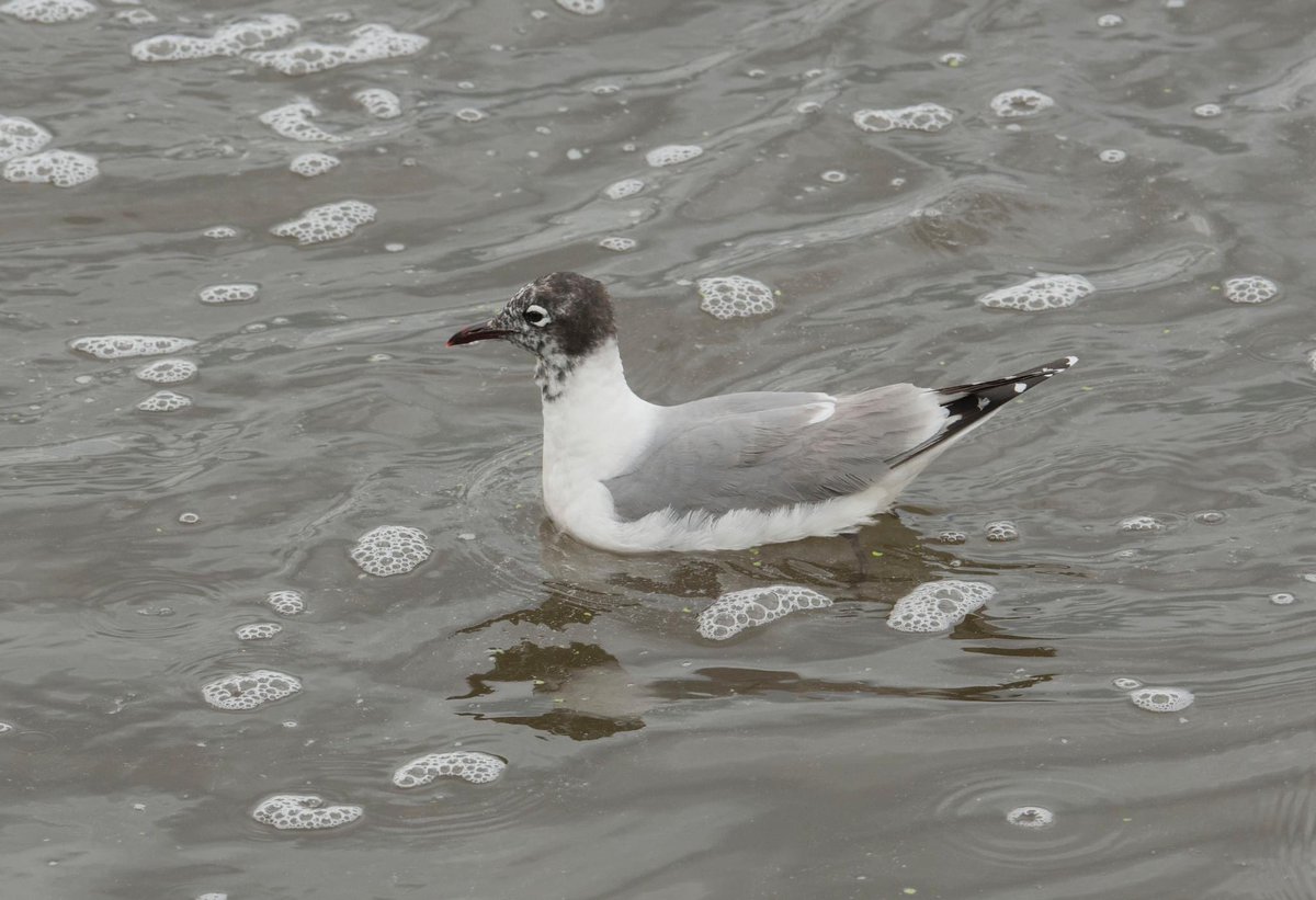 TomBell08374571's tweet photo. Franklin’s Gull at Crossness this afternoon with @moreton_birding @moreton_george also good to meet @EcologyTSA 
#franklinsgull #gulls #londonbirds https://t.co/YhcSTveqFz