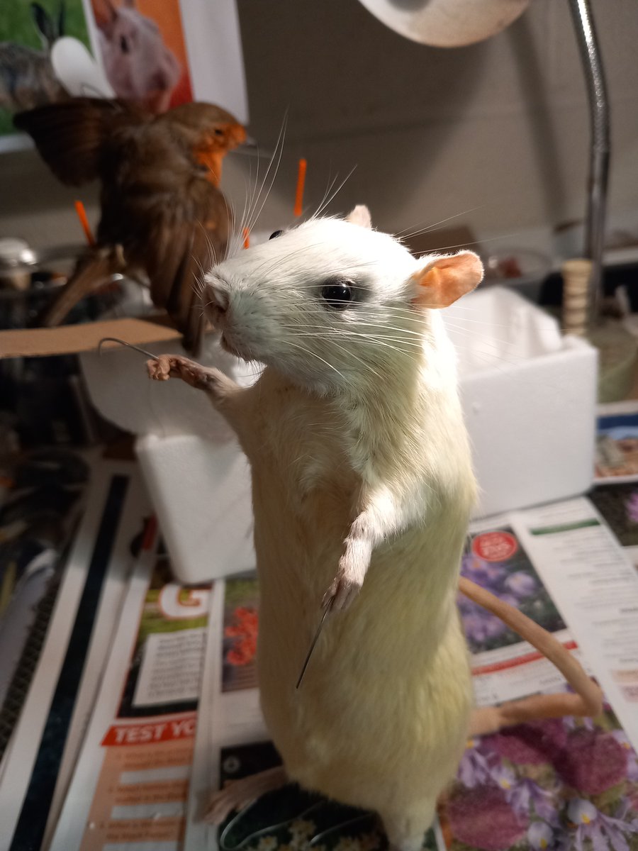 DoubbleLouise's tweet photo. Rat dress up time for a trip South. He has a flowery waistcoat and a grey felt regency style coat. He's looking forward to a party! #Voodoomousedesigns #whiterat  #taxidermyart #walterpotter #odditiesandcuriosities #victorian #vultureculture #giftideas #etsyshop https://t.co/5b5xHVo0W8