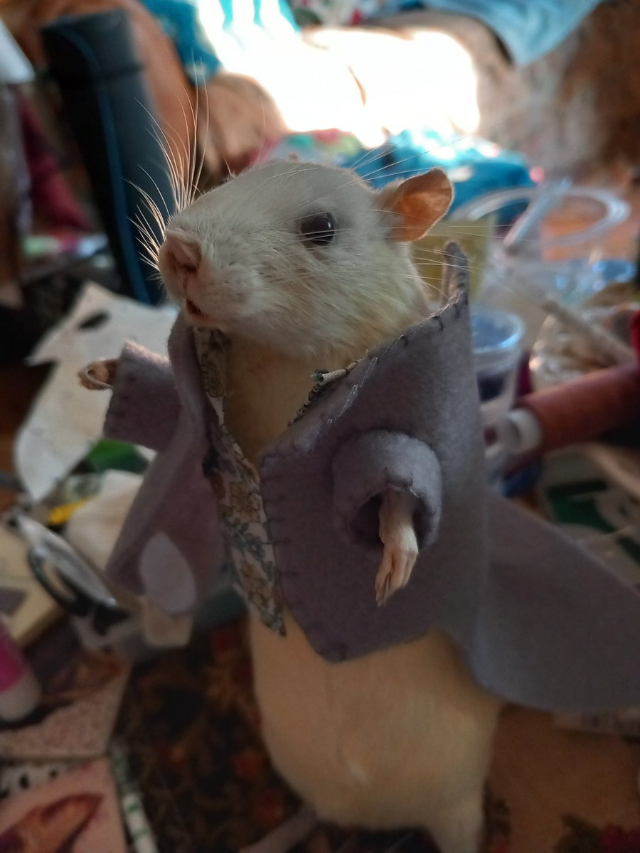 DoubbleLouise's tweet photo. Rat dress up time for a trip South. He has a flowery waistcoat and a grey felt regency style coat. He's looking forward to a party! #Voodoomousedesigns #whiterat  #taxidermyart #walterpotter #odditiesandcuriosities #victorian #vultureculture #giftideas #etsyshop https://t.co/5b5xHVo0W8