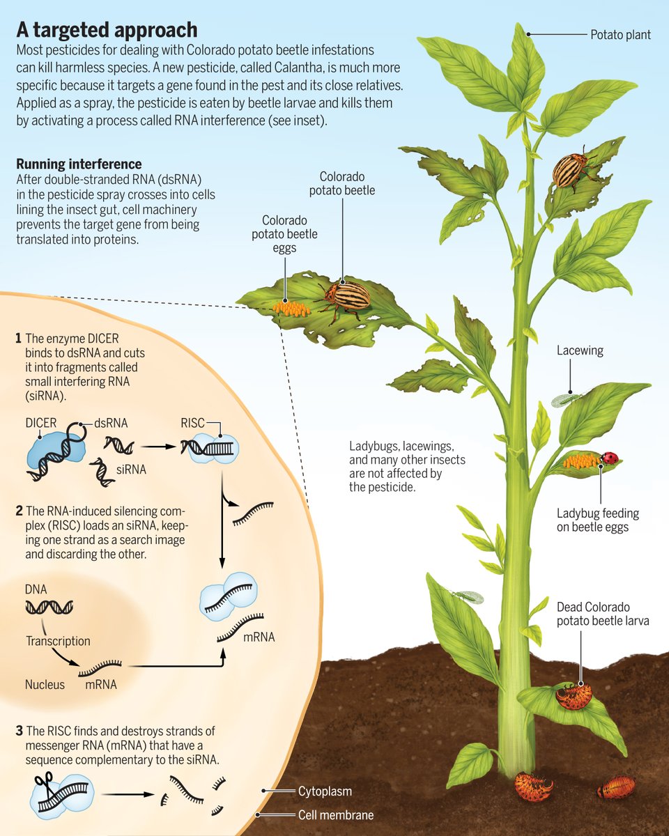 ScienceMagazine's tweet photo. Insecticides made of RNA could offer a safer and more targeted weapon against crop pests.

Learn more in this @NewsfromScience feature: https://t.co/DZj6pesTYe https://t.co/HrrTTQ4zut