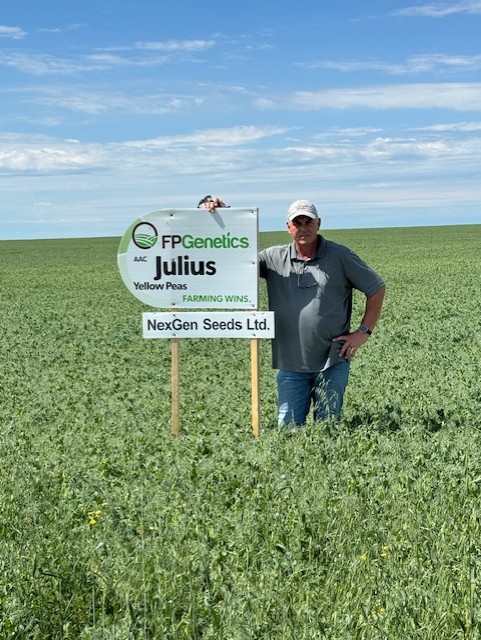 nexgenseeds's tweet photo. Our Julius Peas promise to be above average yield and quality, contact us for your 2025 requirements. https://t.co/ABTYKefipS