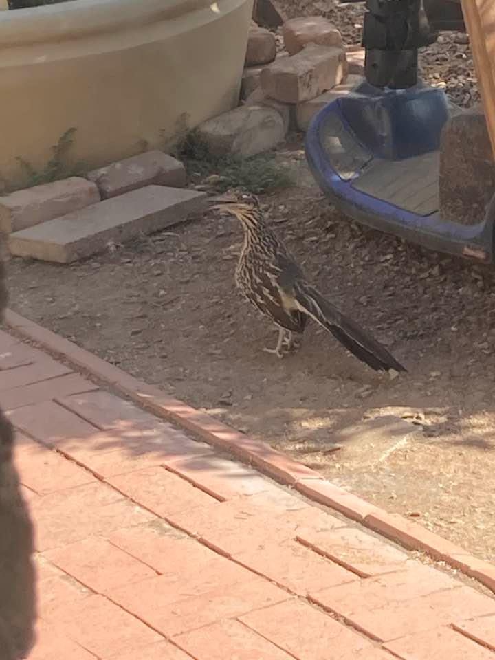 N2WIN's tweet photo. @jam7x This 1 likes hanging out in my backyard https://t.co/iL6VjjAMxj