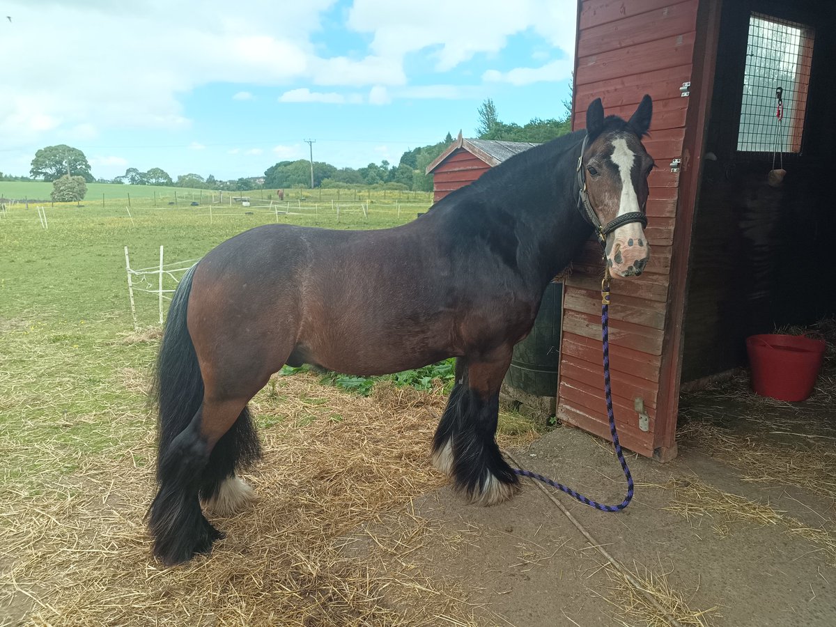 SereneSquirrel's tweet photo. @avml_dandi_lyon I like the Butterfly and Lion king lines 

With a 12.2hh cob myself (shire and Shetland blood), I'm quite into them 
Looking for some fillies.

#SmallButPerfectlyFormed https://t.co/hM7D5ukpNG