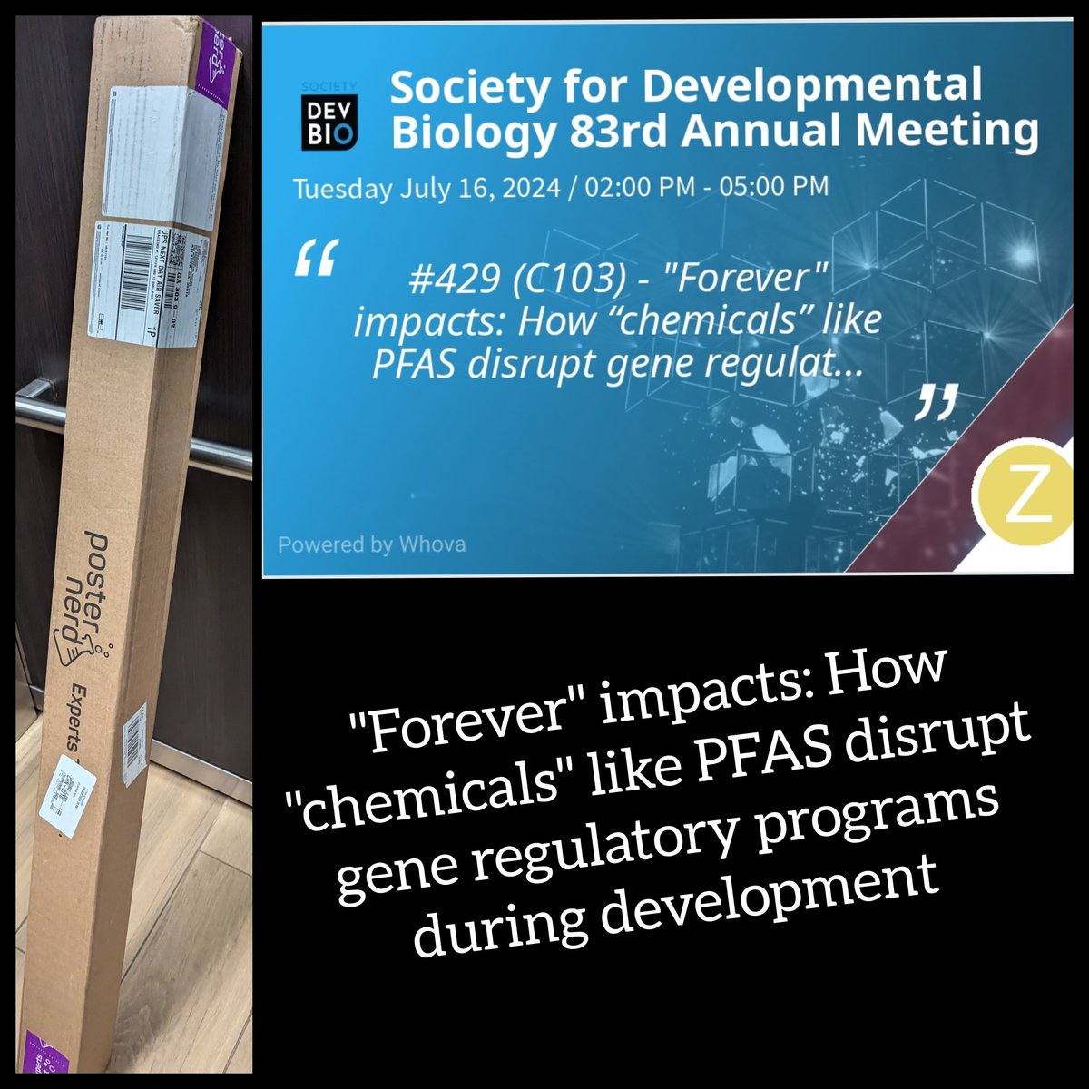 Poster has arrived 😀 #2024SDB  please do come by tomorrow (Tuesday) to hear about a new project I have been setting up.. would love to get any feedback 🤓🙏😃