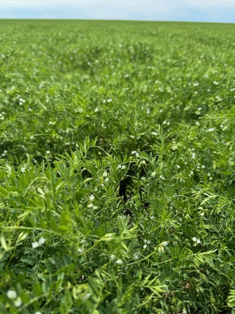 nexgenseeds's tweet photo. Nimble Red Lentils are one of our bestsellers, and by the looks of it, we will have plenty to meet all your requirements for 2025 ! https://t.co/RluJc0cJ2r
