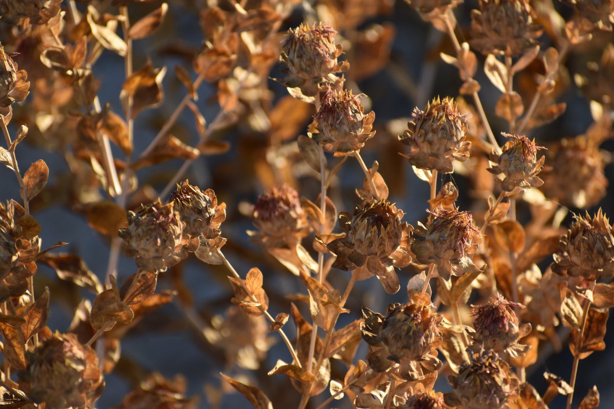 L'alaçor fou un cultiu secundari en el Camp d'Elx. Es collien els pètals de les seues flors que es deixaven assecar damunt d'un sac. Després es torrava en una llanda dins del forn fluix. Es picava en el morter i es guardava en un pot. Un pesiguet d'alaçor donava color al menjar.