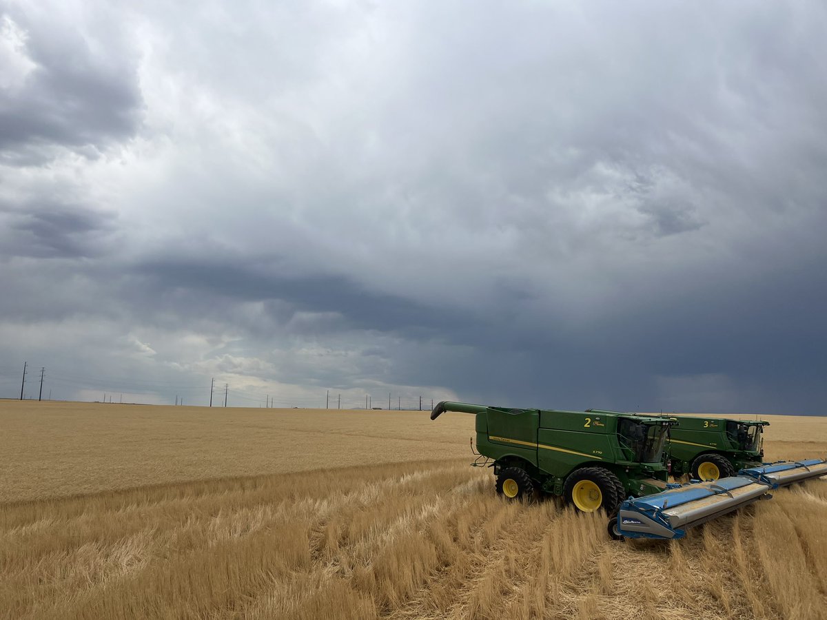 Esten Mason (@csuwheat) on Twitter photo #wheat #wheat