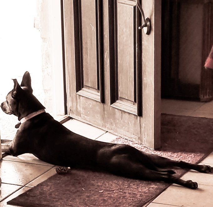 Dogs are so silly.  It does not matter what is going on outside in the world...this dogs always makes