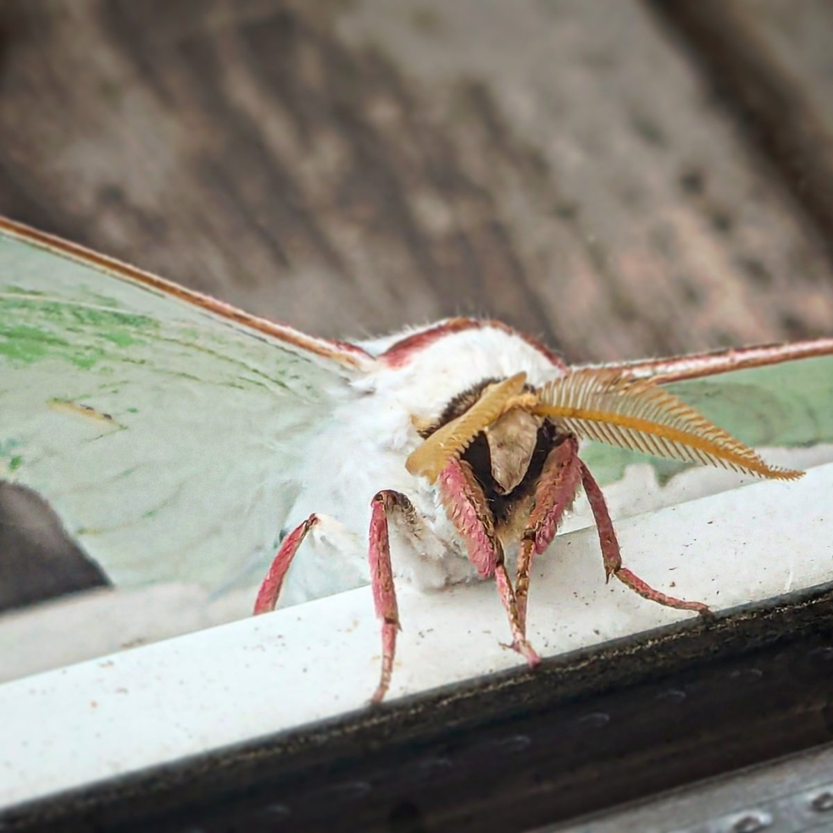 おはようございます。
毎年この時期にこいつがやってくるのですが、今年は少し数が多いです！
これって北海道だけ？
よく見ると、だんだん触覚とかふさふさの毛とか可愛く見えてくる

#企業公式が挨拶を言い合う
#企業公式が朝の天気を言い合う
#企業公式相互フォロー