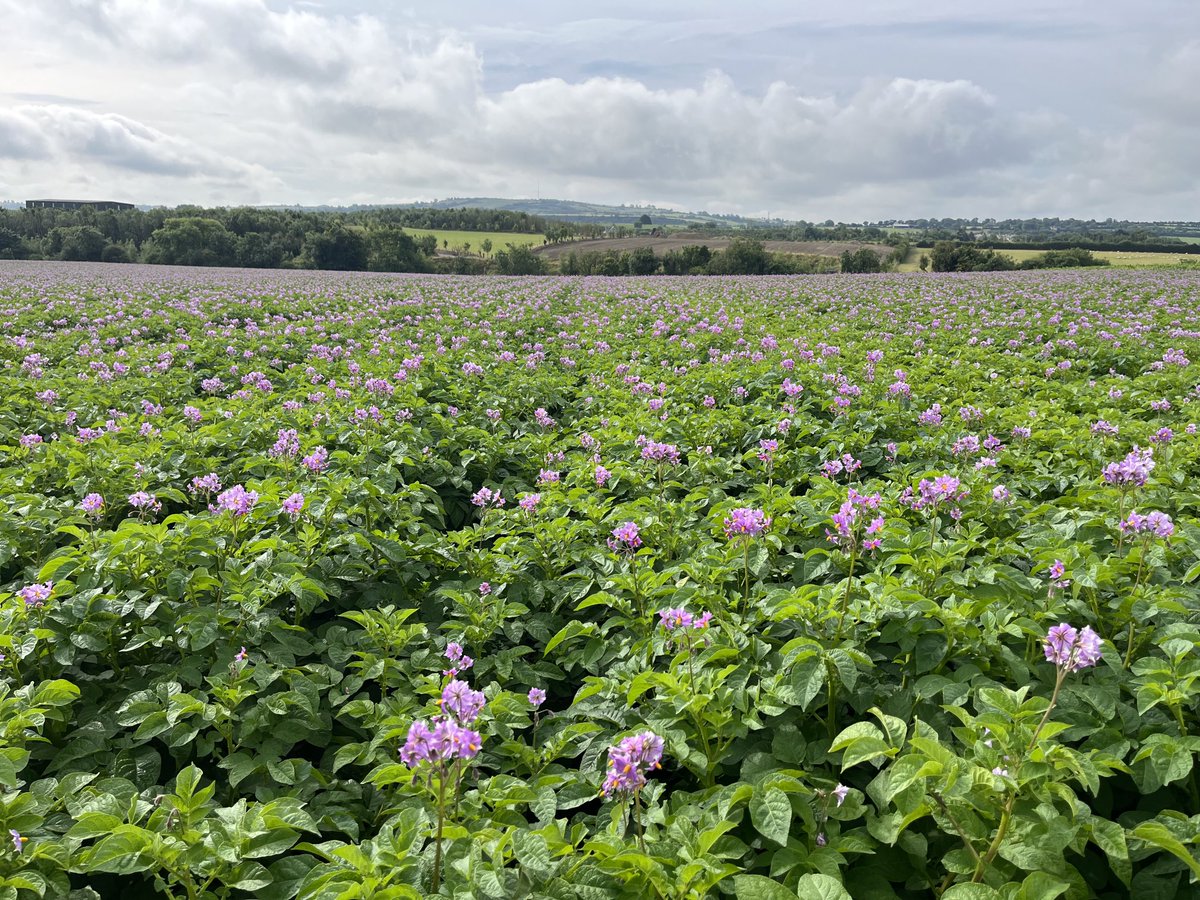 Maris piper coming along nicely! #whytebros