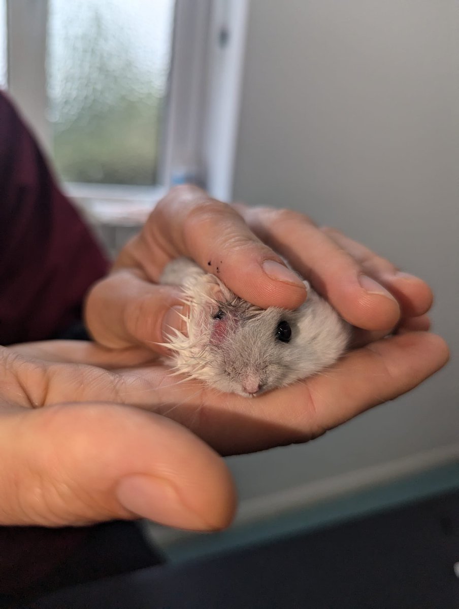 Gin has a tumour under his eye that needs to be taken out via surgery. I’m flying to Korea tomorrow so it’s been a bit stressful

Would appreciate any help towards surgery costs. I really don’t want to euthanise him without trying ;;

🐹ko-fi.com/eurekax49/goal…