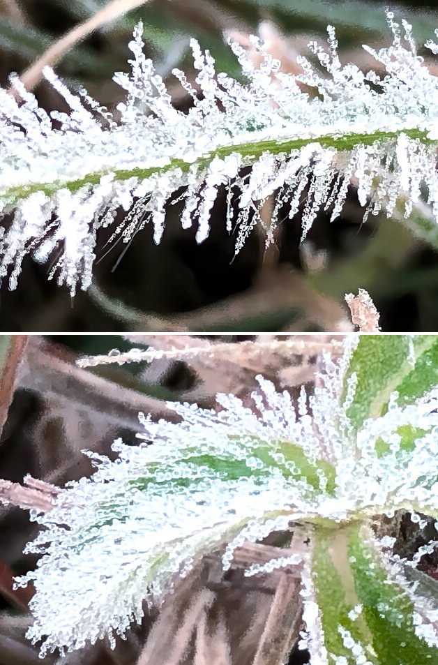 Heat lovers might call today, "Teeth-Chattering Tuesday" but I just prefer to call it nice!

Jack Frost (and some of the usual shallow fog) has returned to my local area this morning as you can see by these attempted close-up shots that I took just then