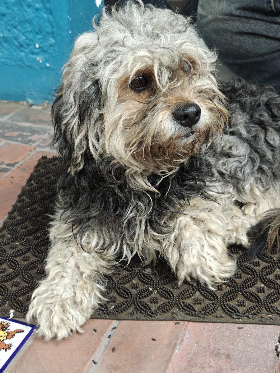ticnt_'s tweet photo. Amigos acabamos de encontrar a este pequeño en Miraflores

Estaba con mucha hambre y sed, se ve relativamente sano. Pero es muy cariñoso, parece que es de casa.

Por favor rt, por si está perdido o abandonado. Está muy nervioso:( https://t.co/yOB2lHWwmY