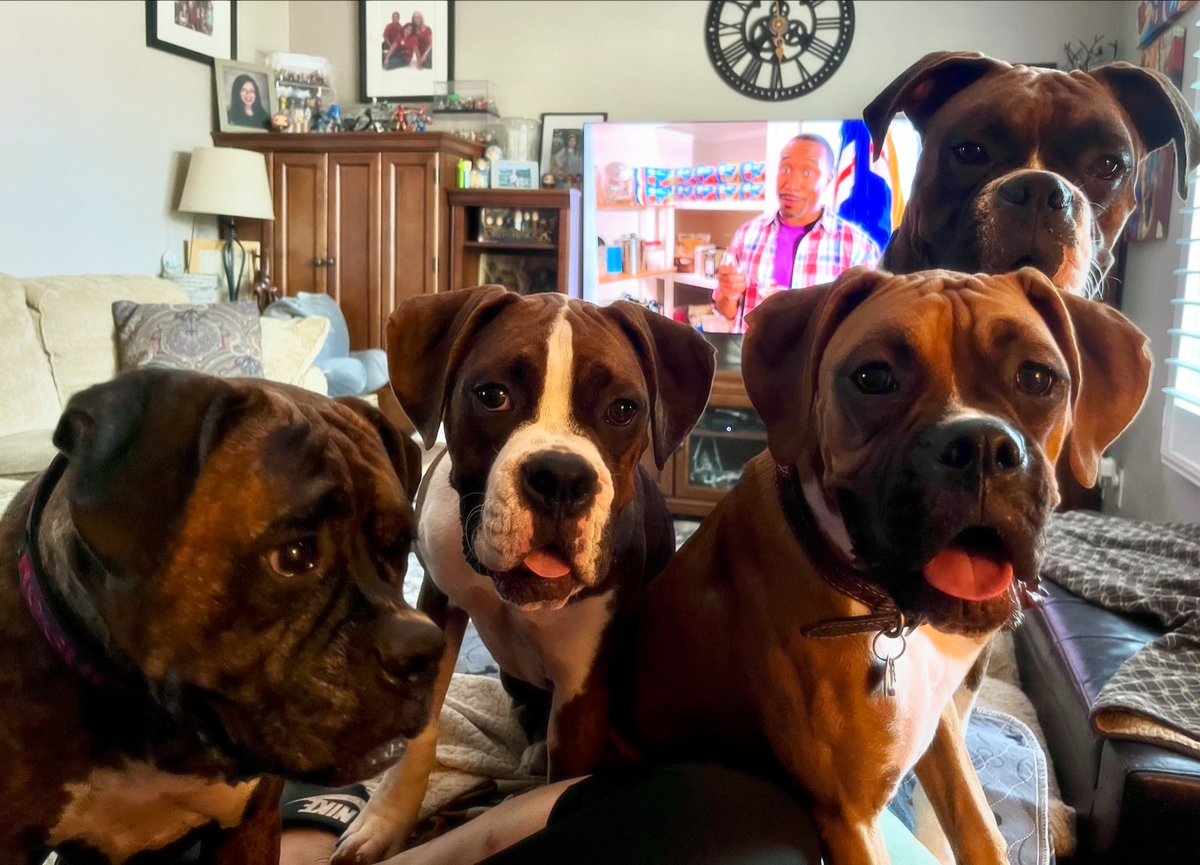 Glamazon72's tweet photo. Boxer family portrait.
(photo taken by their pet hooman)
#boxerfamily #boxerpuppy #boxersoftwitter https://t.co/jZmp1mpL0u