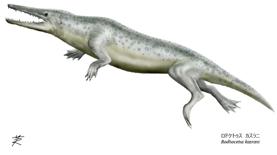 (*´꒳`*)ページ 7003CDB FY | 商品詳細 | ベアリングのKoyo(ジェイテクト)