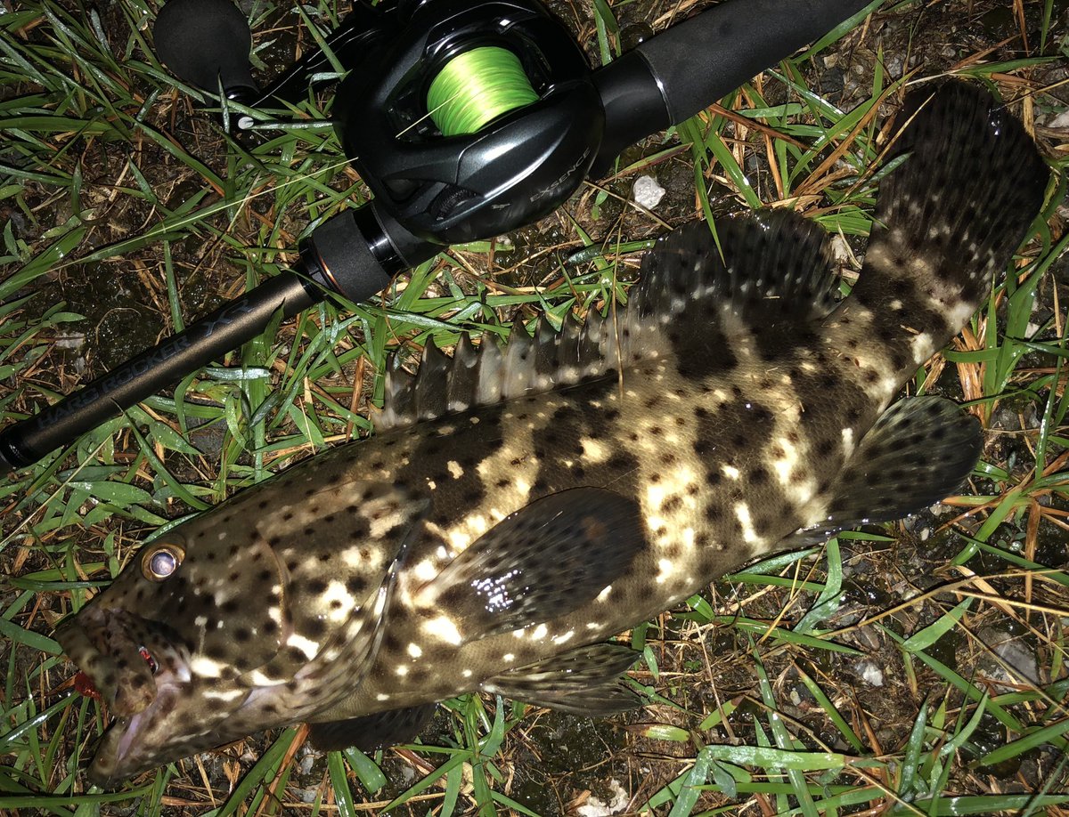 AnglerMattui's tweet photo. 浦戸湾ロックフィッシュゲーム🎣
狙いはチャイロマルハタ&amp;ヤイトハタ
グルーパーバグとスパイニークローの7gテキサスで連発❗️
初めてまともに狙いましたが、この釣りは瀬戸内アコウに似ておもろい
メインベイトがエガニってのが高知らしい笑
#ヤイトハタ
#チャイロマルハタ
#浦戸湾ロックフィッシュ https://t.co/EilpIysZKf