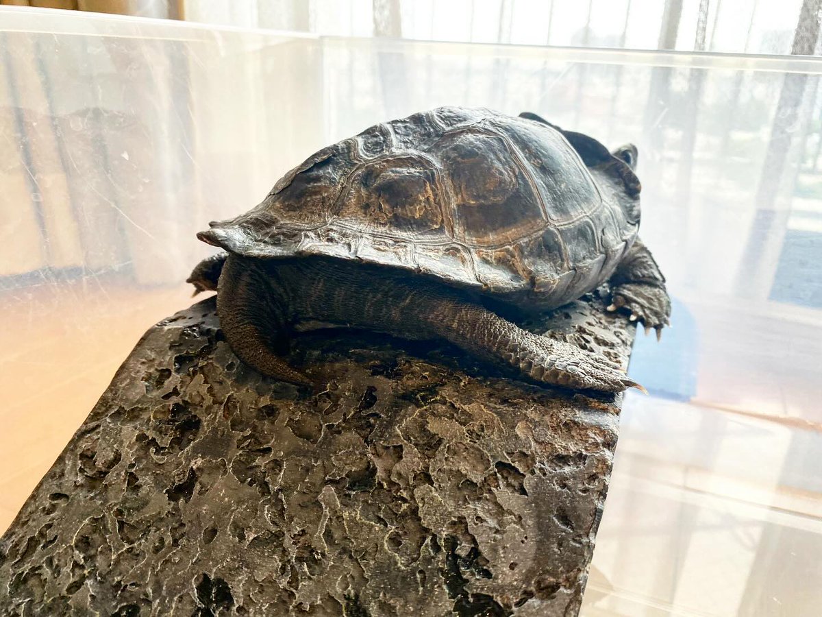 Macraprus's tweet photo. グラビアアイドルのような格好をしている開脚中のジュリちゃん🐢
チラ見してますが見えますか？

#クサガメ #亀 #カメスタグラム #クサガメのいる暮らし #tortoise #turtle #reevesturtle https://t.co/16CPNqsRNF