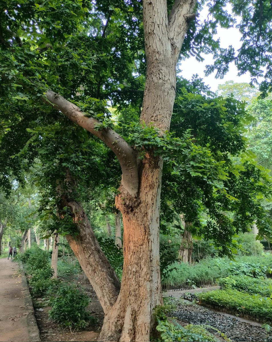 実るほど 頭をたれる 稲穂かな
☘️☘️☘️☘️

The more noble the more humble.

🌱🌱🌱🌱

Photo :By Me