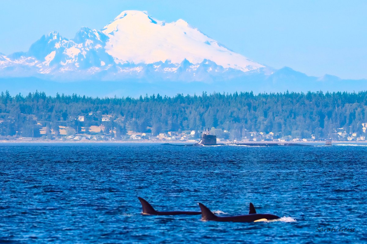 What did you notice first?

A very PNW moment featuring Mount Baker, a submarine, and orcas!

📸: Sarah Geist