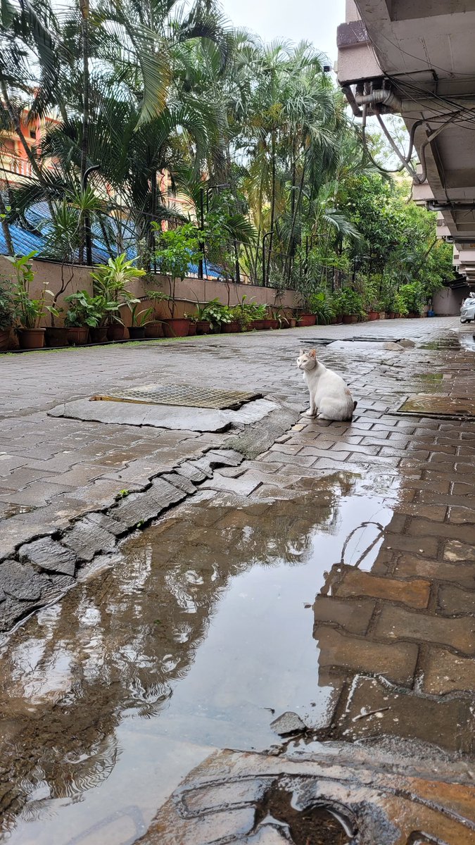 sshastry_c's tweet image. Caption please