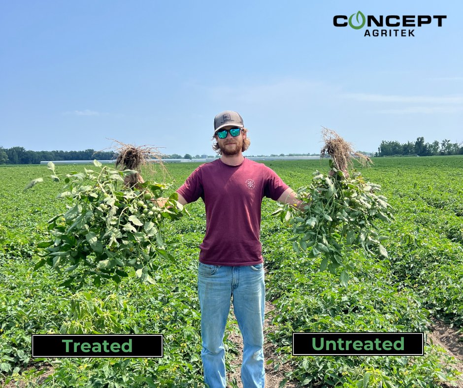 ConceptAgriTek's tweet photo. From corn to tomatoes and (nearly) everything in between, our team works to cover the gamut of crops, products, soils and geography.
This Leamington, Ontario tomato grower is happy with what he's seeing from Buncha Bugs®, Biovate® XP and Carbon RX™!
#SeetheCADifference https://t.co/1sAMGS7h02