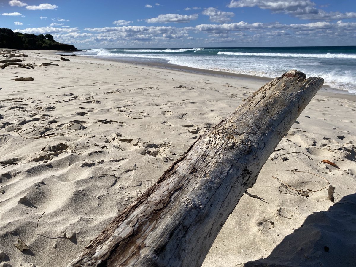 Stephen_for_now's tweet photo. Driftwood, Lighthouse Beach, Ballina https://t.co/xrMTC9MNCs