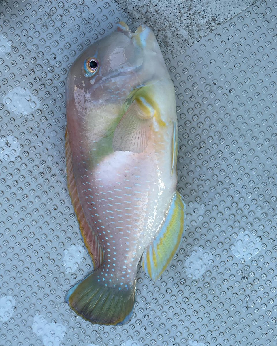 Trlytre's tweet photo. 私も好きよね

#天草釣り  #鯛 #タイラバ #太刀魚 #太刀魚釣り #アラカブ #キジハタ #ヒラメ #船釣り #釣り #釣り好きな人と繋がりたい #釣り女子 #釣りよかでしょう #釣りガール #ヤマガブランクス #シマノ #ビンビンスイッチ https://t.co/H7XwVHbNFx