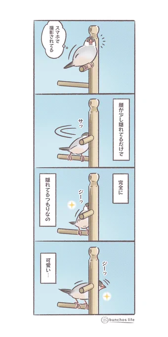 顔が少し隠れるだけなのに全身隠れてるつもりになってるの可愛い
#文鳥 
#4コマ漫画 
