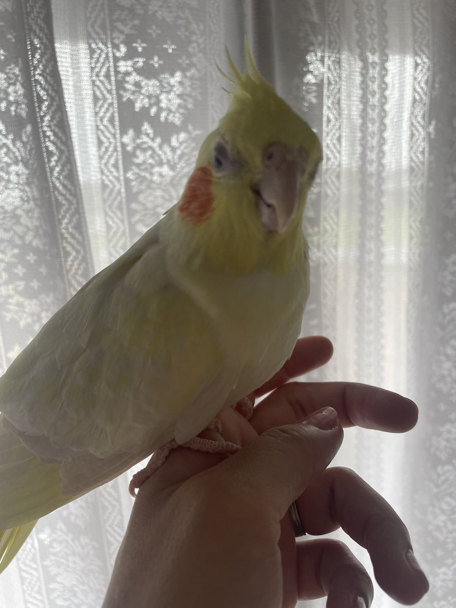 あ、逆光だったね。
あれ？半目だね？

#オカメインコ
#レモンサワー
#逆光