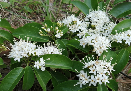 Phytotaxa's tweet image. Resurrection and emended description of Reevesia lofouensis (#Malvaceae)  
phytotaxa.mapress.com/pt/article/vie… 
#Taxonomy