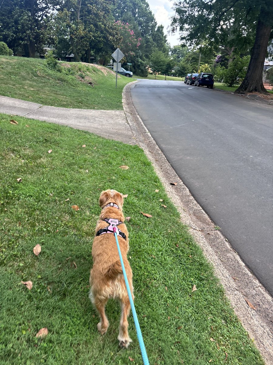 Took 3 poops on our walk today #realshitter