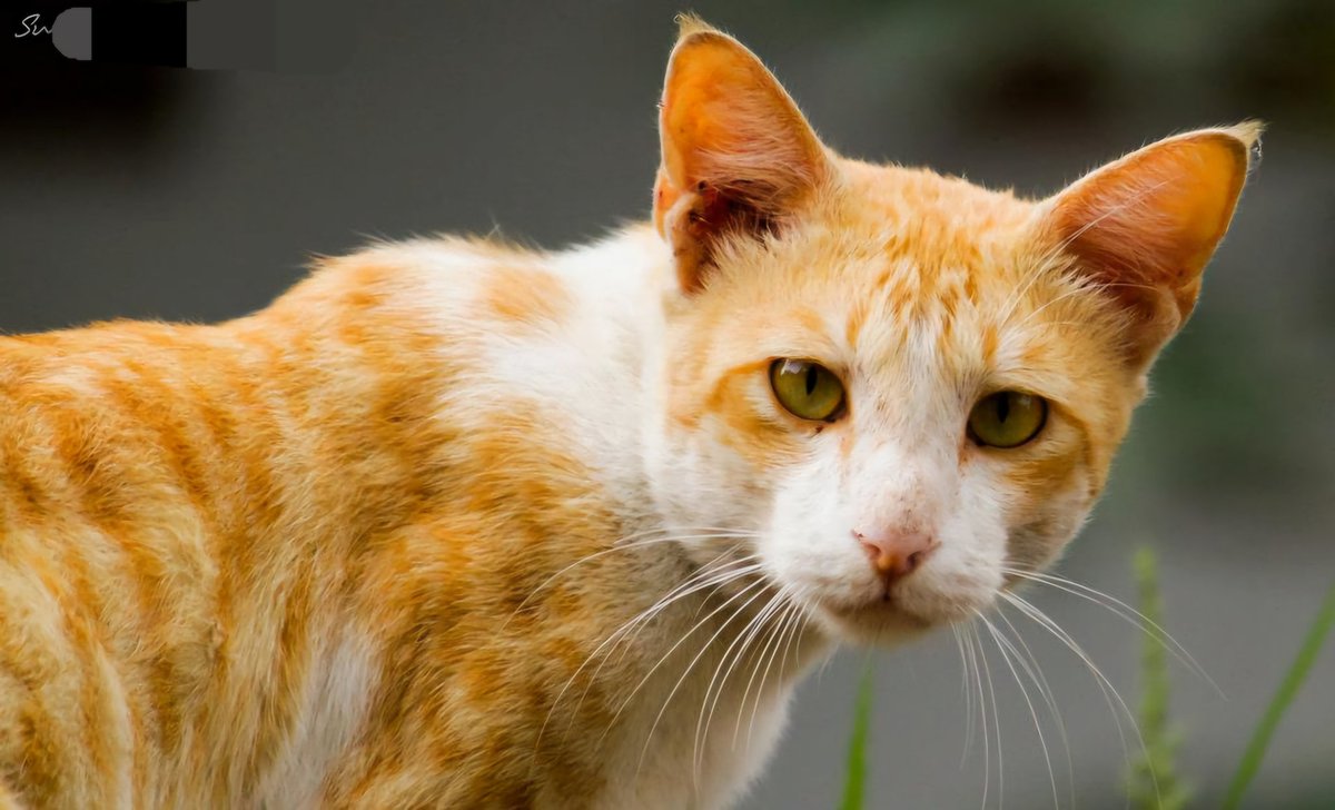 subpra's tweet image. #cattwitter