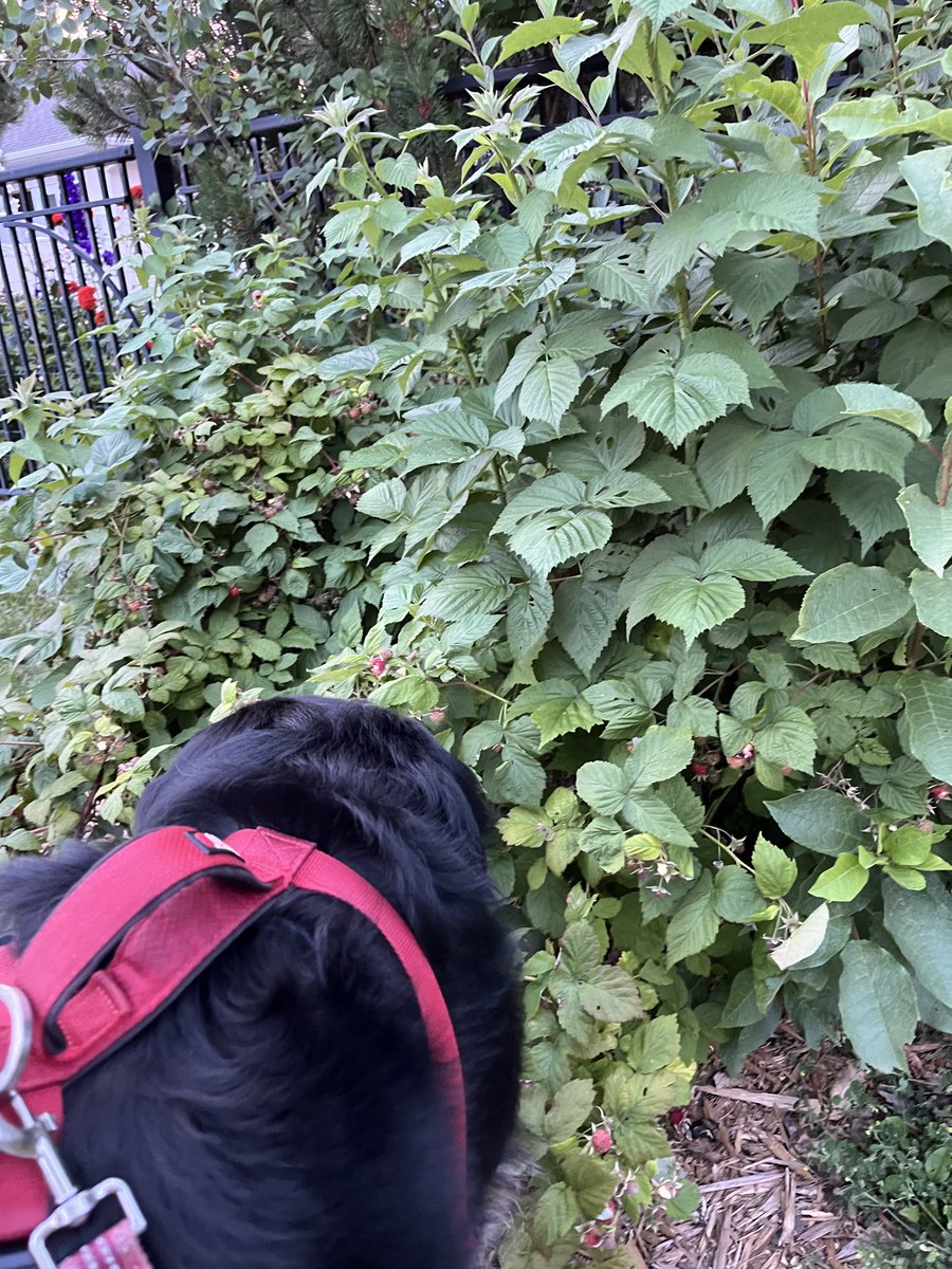 LittleDenene's tweet photo. She’s stealing raspberries from the neighbors.
#dogsofx #raspberrythief https://t.co/tD1svuvHaD