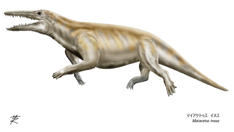 水族ドットコム on X