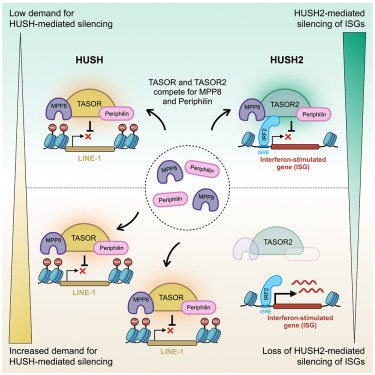 Online Now: Competition between two HUSH complexes orchestrates the immune response to retroelement invasion dlvr.it/T9dZf6