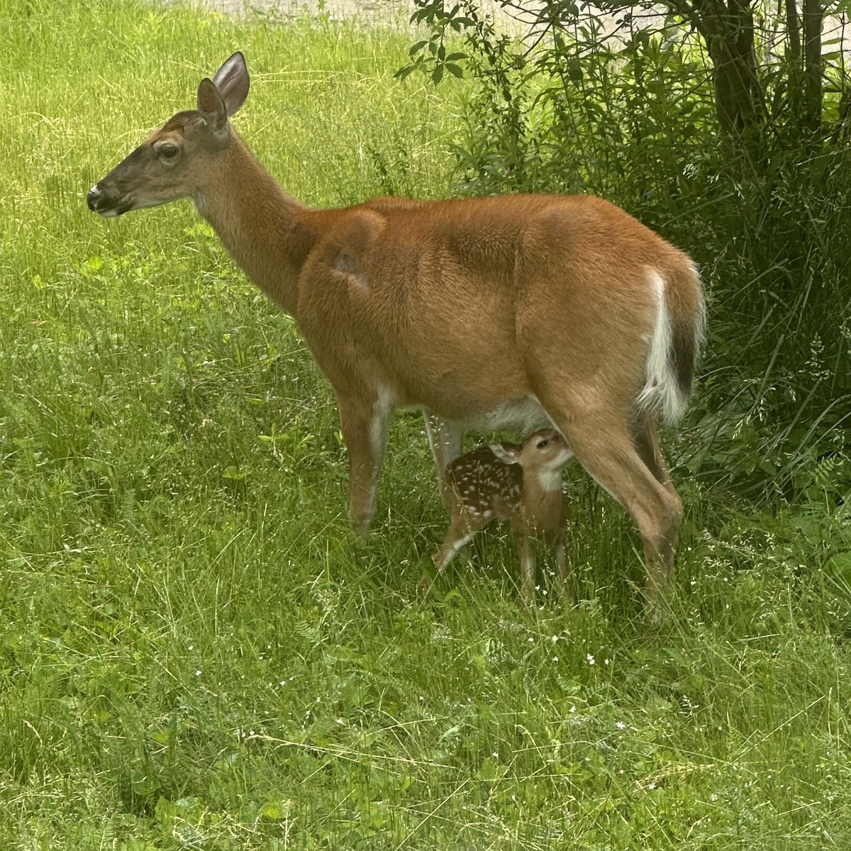 David Lynch tweet media