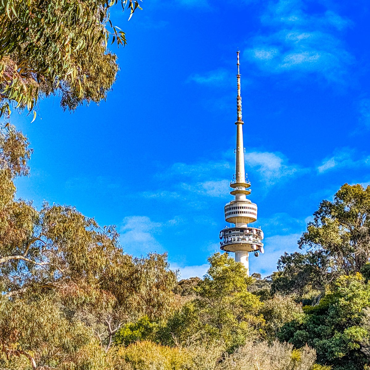 canberrastreets's tweet photo. A view of Telstra Tower from the Australian National Botanic Gardens.

While we all wait impatiently for Architectus to transform this iconic structure into a premier dining and cultural attraction, we can continue to enjoy spotting it from all over Canberra,

#visitCanberra https://t.co/aaJ0Bx7ali