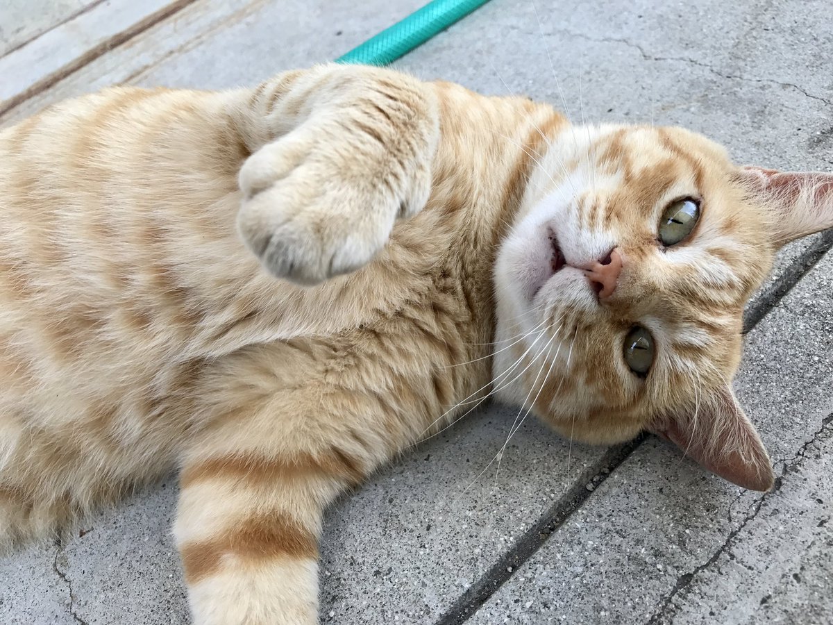 ねこ まさに「マスク・オブ・ゾロ」な美猫ちゃん、飼い主さんと仲良しの日々