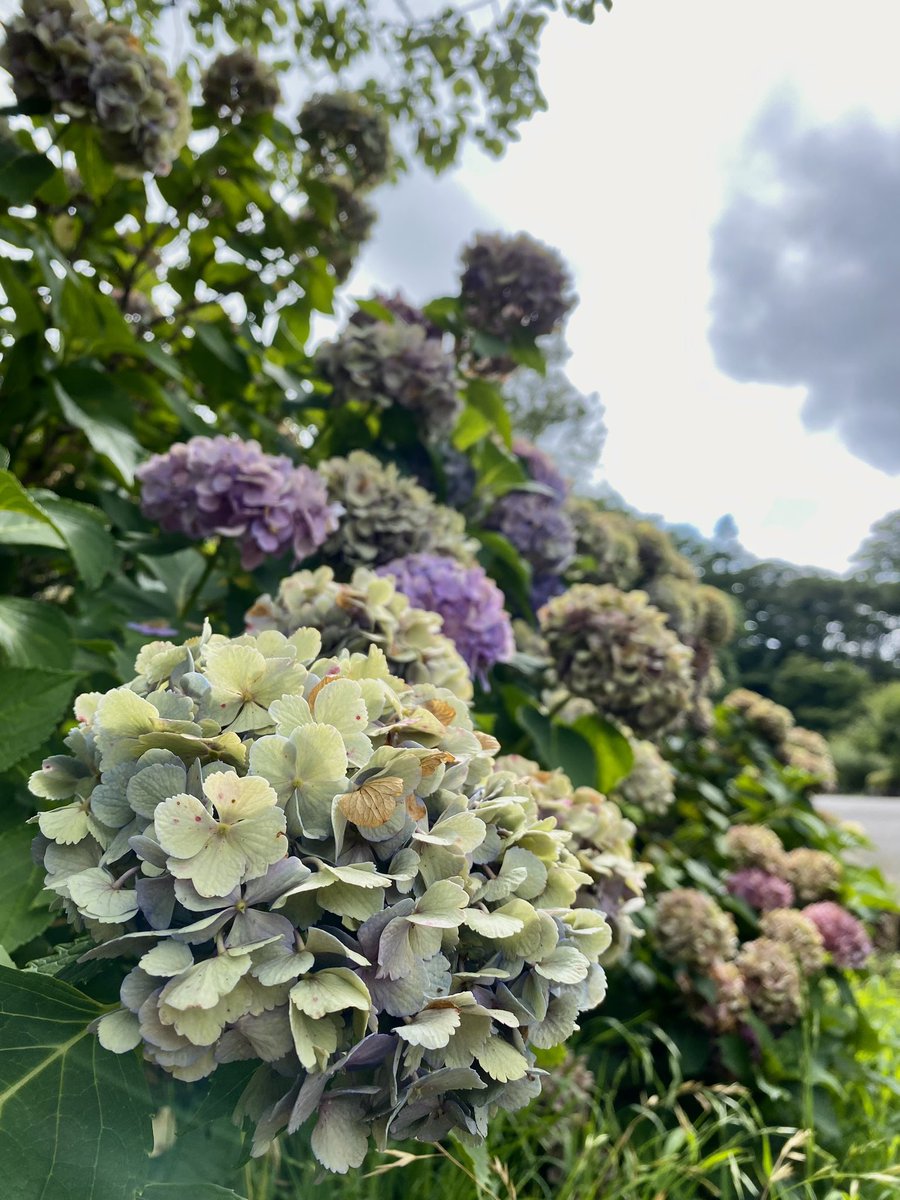雨降りの朝

ぼんやりと眺める空

雲の流れと共に過ぎてく季節

足元に小さな蟹さん🦀

今日も一日頑張るかな✨

おはようございます🙇‍♂️

Good morning 🙋‍♂️☕️

大切な一日の始まり✨

体調管理を万全に

安全と健康第一

I wish for a peaceful world🕊️

深みを増す紫陽花さんに感謝して☺️🍀
