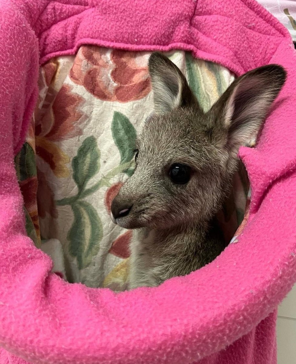AJPNSW's tweet photo. Do you live in the area surrounding the ACT (in NSW)?
Would you like to become a carer of kangaroo joeys?
Training &amp; ongoing support will be provided ...
If you think you could offer orphaned joeys, the love &amp; care they need, please message
canberrakangaroos@optusnet.com.au https://t.co/ryMSqFKOLE